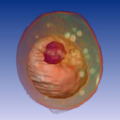 Yeast Cell